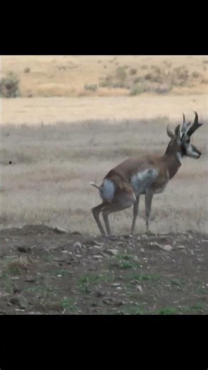Peeing Pronghorn #Antelope