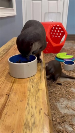 Otters in Their New Home: A Rescue Success Story