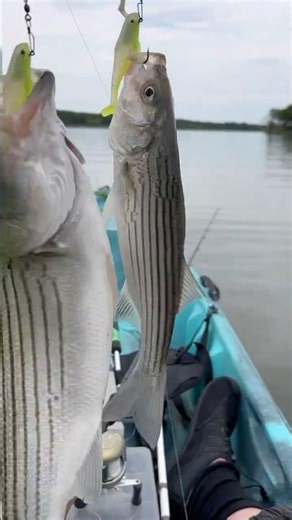 Lake Texoma Striper Fishing with the Alabama Rig — Nonstop Double-Ups & Giant Bass!”