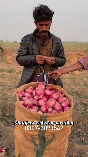 Onion Packing Shahjee Seeds Corporation | Shahjee Seeds Corporation