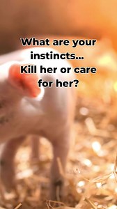 2.9K views · 175 reactions | If you're an animal lover, don't pay for people to kill them  | Viva! | Facebook