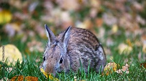 Snowshoe Hare Rabbit - Lepus americanus - or varying hare eating green grass in autumn with leaves on the ground. Close up clip with bunny facing camera.