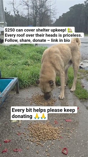 Donation link in bio to support 🙏🙏