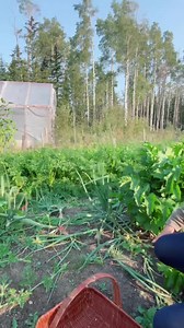 1.3K views · 84 reactions | The parsnip is a root vegetable closely...