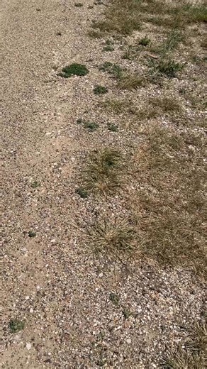 The Grave Of Cisco “Dances with Wolves “. #Danceswithwolves #kevincostner | Jeff Schreckler