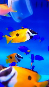 4K views · 43 reactions | Keeping a healthy aquarium isn’t just about...