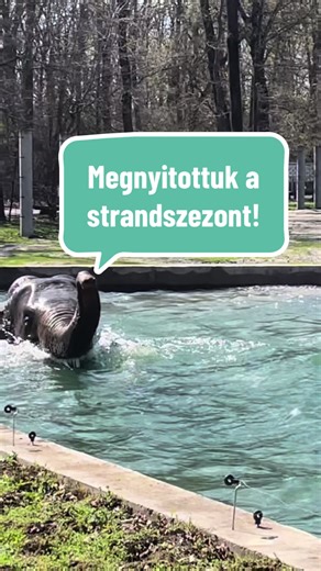 Mától strandbelépőket is árusítunk! 🐘 Elefántjaink ugyanis megnyitották a strandszezont! 💦 Ki tart velünk? 🙃 Természetesen ez részben áprilisi tréfa, de az nem, hogy az áprilist az elefántok valóban fürdőzéssel kezdték 🤗 #szegedzoo #szegedivadaspark #fyp #neked #aprilfools