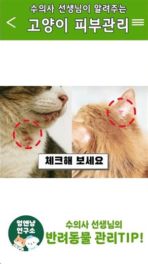 고양이 피부병 예방 이렇게 하자! 수의사 선생님이 알려주는 예방법!#고양이#고양이피부#고양이피부병