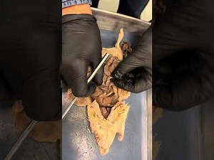 Rat dissection -Digestive system and reproductive system