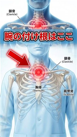 【肩の痛み】腕の付け根は肩じゃない！胸鎖関節を動かして五十肩を解消