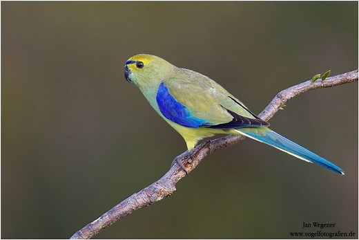 Blue winged parrot - Alchetron, The Free Social Encyclopedia