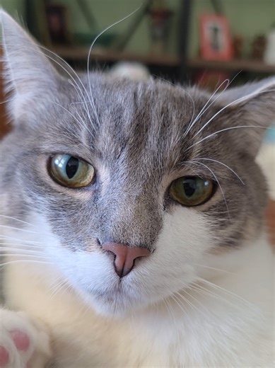 Waffles waffling. #cuteanimals #lazycat #waffles