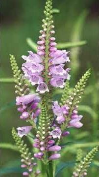 ²🌻⁷☆•⁷◇⁴■¹² Obedient Plant (Physostegia virginiana) in Mint Family (Lamiaceae)
