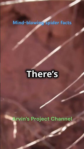 Mind blowing spider facts