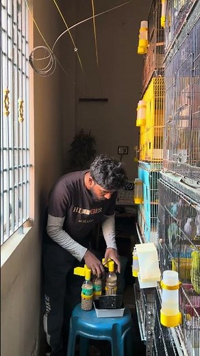 Day one of rainbow breeding #budgies #shorts