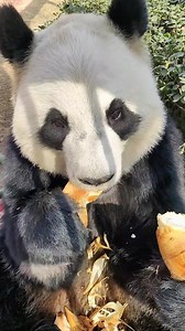 152K views · 5.4K reactions | Cuteness overload! Giant #panda Xing Mei devours some delicious bamboo shoots at Photosynthetic Valley Zoo in north China's Tianjin. #ThursdayMotivation | China News 中国新闻网 | Facebook