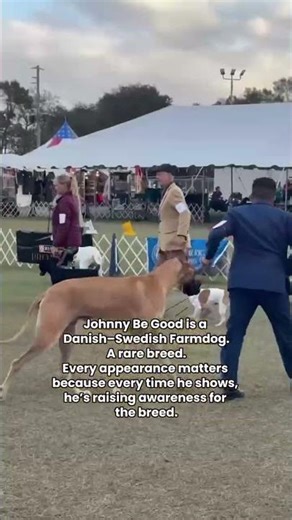 Danish–Swedish Farmdogs