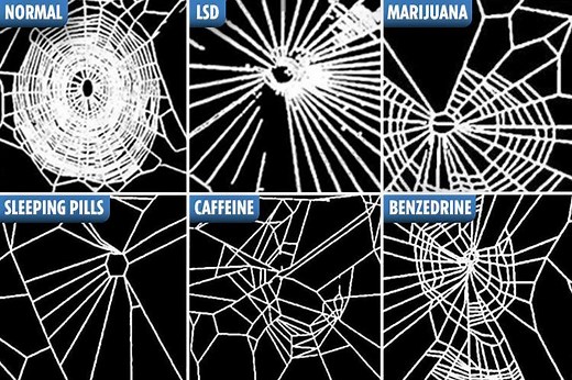 Nasa gave spiders drugs – their webs changed when high on marijuana, caffeine and LSD