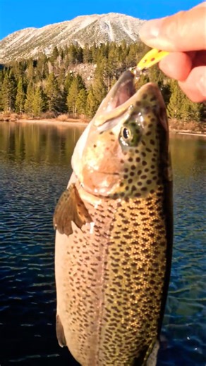 Huge Rainbow SLAMS My Thomas Bouyant Spoon #thomaslures #fishing #395 #trout