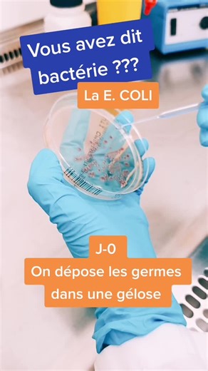 Évolution de la bactérie E. coli en 24 heures