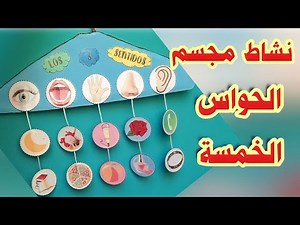 مجسم الحواس الخمسة/نشاط للأطفال للحواس الخمسة/حاسة البصر والشم والتذوق والسمع واللمس