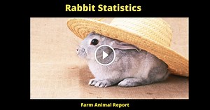 11 Facts Rabbit Statistics