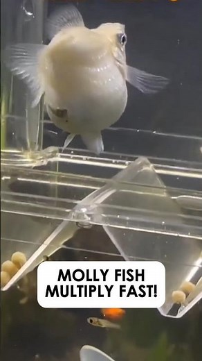 Molly Fish Multiply Fast! The Beginner Fish You Need to Know