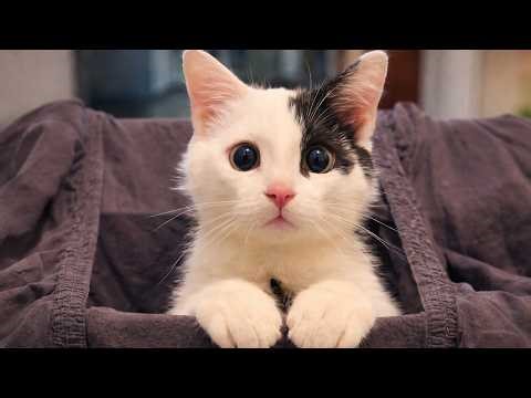 This Is Your Daily Dose of Cats Day 51