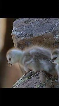From the moment they’re born, they face the perilous test of leaping off cliffs. #animals #wildlife
