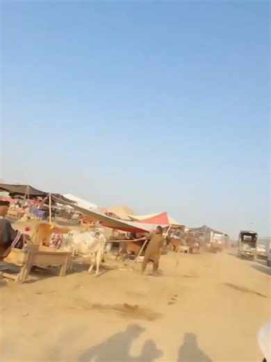 The Most Satisfying Cow Shopping Spree!