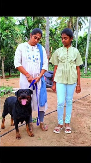 8825632406|Largest Rottweiler dog breeding farm in Pollachi |Show quality Rottweiler dog |