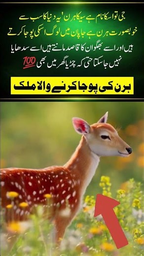 The Invisible Killer: Amazing Skeleton Shrimp Facts!#naturefacts#nature#wildlife #shorts