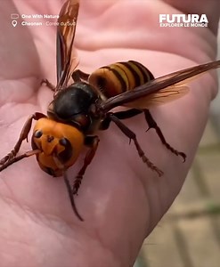 2.4M views · 5K reactions | [] Si vous êtes apiphobes cette vidéo...