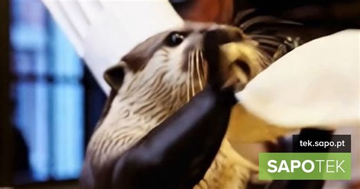 Bing passa a permitir criação de vídeos com inteligência artificial Sora da OpenAI