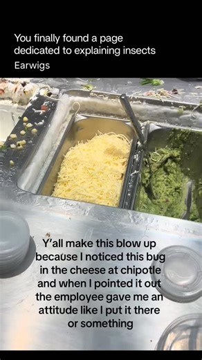 Explaining Insects 🦋 on Instagram: "Earwigs are small, elongated insects best known for the forceps-like pincers at the end of their abdomen. They are mostly nocturnal and prefer dark, moist environments such as soil, leaf litter, under bark, or cracks in buildings. Despite common myths, earwigs do not crawl into human ears. They are omnivorous, feeding on decaying plant material, fungi, insects like aphids, and sometimes living plants. Earwigs are generally harmless to humans; they may pinch i