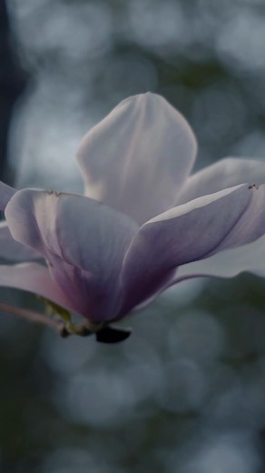 Nature’s most elegant protector 🌸 Magnolia Bark Extract does more than soothe; it defends, rejuvenates, and restores balance. Antioxidant. Anti-inflammatory. Antibacterial. The power of Magnolia, refined by science. ✨ Magnolia-infused • Sensitive Skin Safe • Clean Promise Link in bio to learn more. #magnoliaextract #cleanskincare #antiaging #skincareeducation #beautytip #magnoliaskinessentials #glowingskin #skincareroutine | Magnolia Skin Essentials