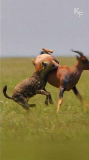 Topi Antelope Tries to Escape Hyena Pack – Intense Footage