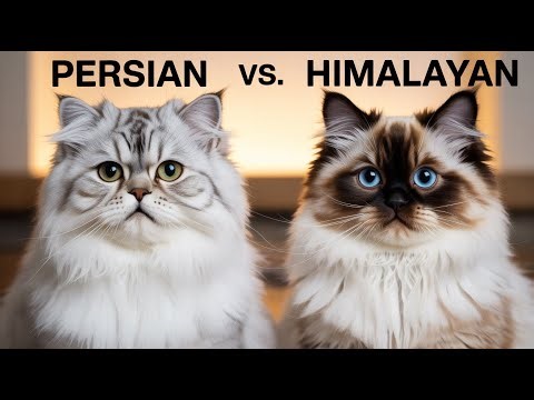 Persian vs Himalayan: Can You Even Tell the Difference?