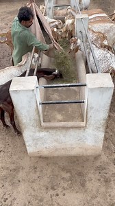 806K views · 10K reactions | Alfalfa hay.. | Bin Shafiq Farms | Facebook