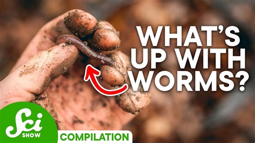 The weird & wiggly world of worms