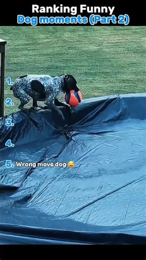 Dogs Being Dogs 😂🐾 (Ranked Moments)