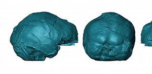 Virtual images reveal secrets of an ancient fossil’s brain and inner ear