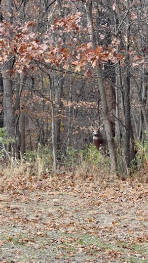 #alphawhitetails #deer #deerhunting #buck #bow #bowhunting #foodplot #treestand #boxblind #trailcamera #hunt #hunting #whitetaildeer #Illinois #huntingseason #deerhunt #whitetail #whitetailbuck | Alpha Whitetails