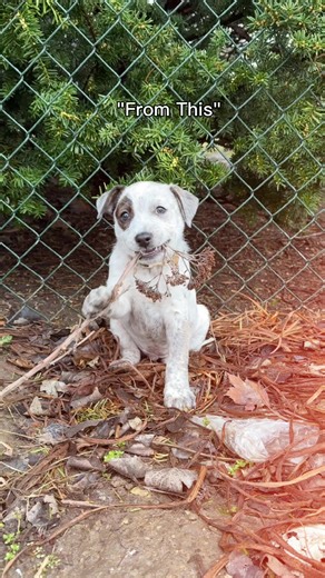 Ollie the Adorable Dog Seeking His Forever Home