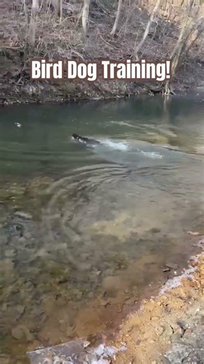 Labrador Bird Dog Training! #labradorretriever #puppy
