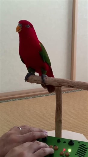 Red birb synthesizer II
