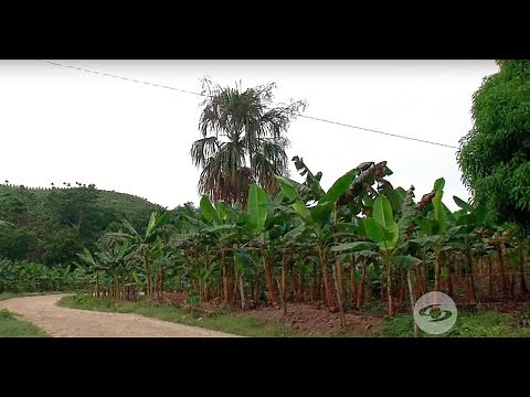 Consejos para prevenir y controlar la sigatoka en cultivos de plátano - La Finca de Hoy