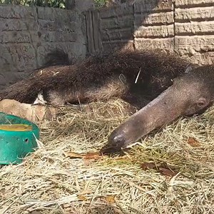 🚨 Brazil Wildfires Emergency Appeal 🚨 Wildfires are tearing through the Pantanal, catastrophically damaging this important biodiversity hotspot in Brazil. Our partner, the Tamanduá Institute, is rescuing wildlife and treating wounded animals. £20 can help towards emergency transportation for injured animals like this recently rescued giant anteater with severely burnt paws. Donate now. 📹: © Instituto Tamanduá | ifaw