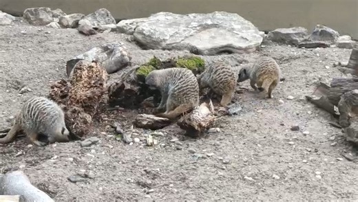 Rotten logs collected by keepers from around site proved to be simples, natural enrichment for our meerkat mob! They were kept busy for ages scratching the bark to forage tasty bugs! Learn more about our meerkats during our current weekend talks programme, when our Presenters will be at the meerkat habitat every Saturday and Sunday at 3.15pm to tell you more! | Dudley Zoo