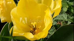 Bee in a tulip close-up. The honey bee collects nectar from flowers. The concept of spring, awakening, beauty, fragility. Pollination of spring flowers by bees. Yellow Tulip Petals 4K macro video